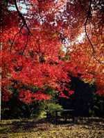 鷲子山上神社の紅葉。美しすぎ！！