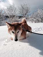 前足がすっぽり埋まる積雪。（我が家の庭です）