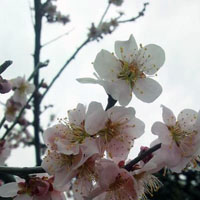３月１０日現在の梅。キレイに咲いてますね！