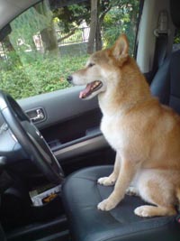 そうやすやすとは捕まりませんぜ！的な態度の愛犬。