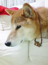 最近購入したカメラネックレス。やばい愛犬にも似合う。