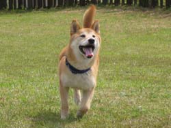 メンタル面の指摘を受ける愛犬。
