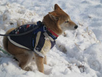 せいせいと用をたす愛犬の姿。オープンエア！