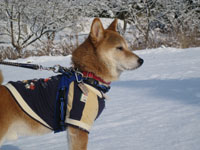 雪の中で景色を眺める愛犬。