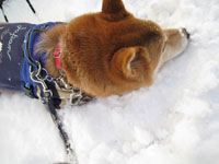 もっとこうして居たいの！と雪の中で動かない愛犬。