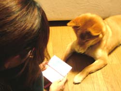 人に懐き過ぎの愛犬。ゲームしてると邪魔しにくる。